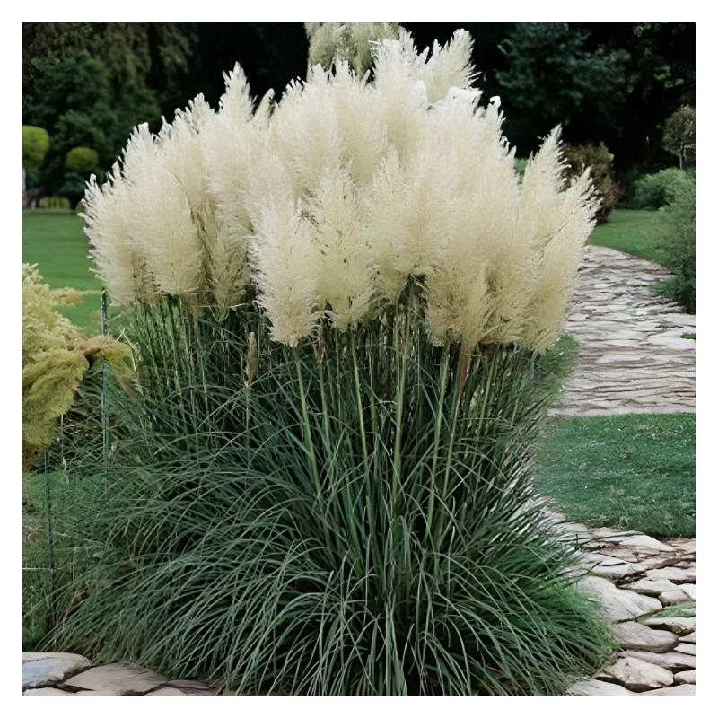 Warunki uprawy trawy pampasowej