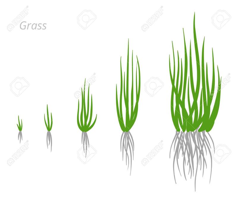 Zakładanie trawnika z nasion