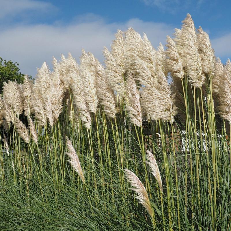Jak i kiedy najlepiej sadzić trawę pampasową? Praktyczny poradnik dla ogrodników