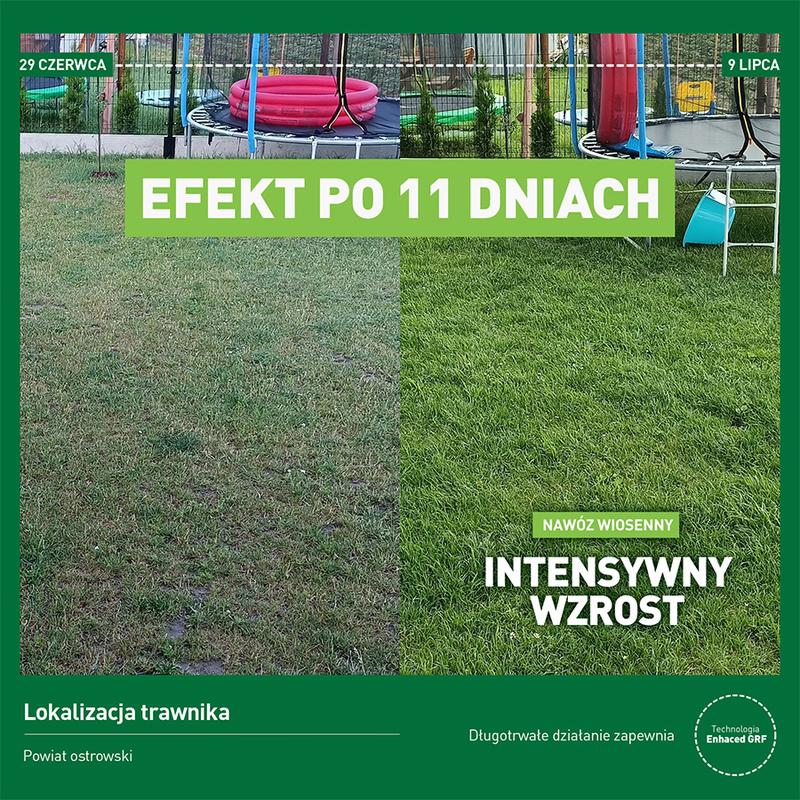 Od nasion do zielonego dywanu: jak długo wschodzi trawa i jakie są etapy jej wzrostu?