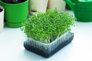 Sadzimy rzezuchę – praktyczny poradnik krok po kroku