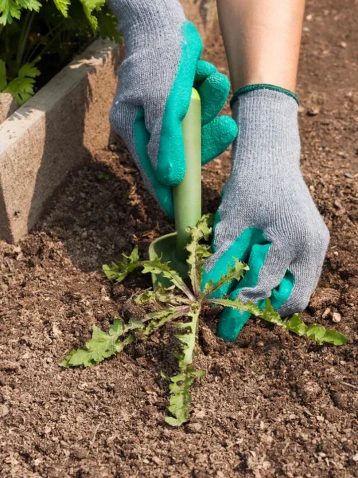 Trawnik na glebie gliniastej