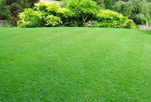 Jak skutecznie wyrównać trawnik i przygotować ziemię pod nową murawę