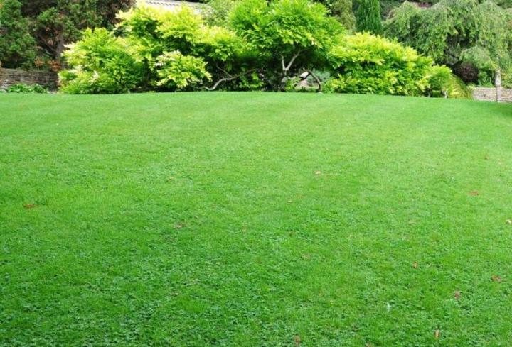 Jak skutecznie wyrównać trawnik i przygotować ziemię pod nową murawę