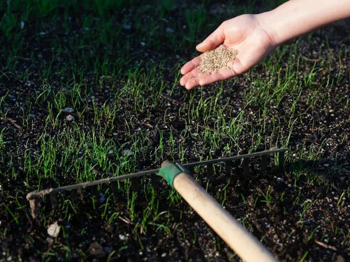Jak założyć trawnik na glinie: krok po kroku do pięknego ogrodu