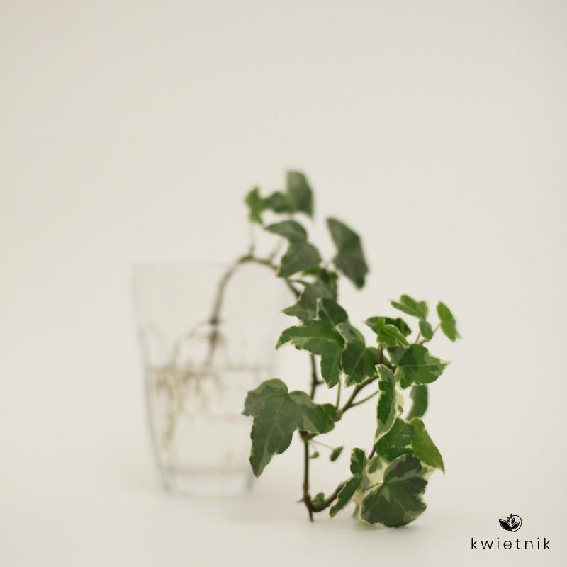 Praktyczny poradnik: Jak skutecznie rozmnożyć bluszcz w kilku prostych krokach