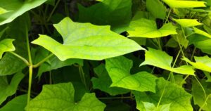 Praktyczny poradnik: Sposoby na rozmnożenie bluszczu w domowych warunkach