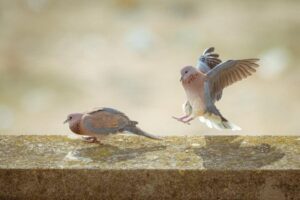 Czy Domestos na gołębie to skuteczny sposób na ich odstraszanie z balkonu?