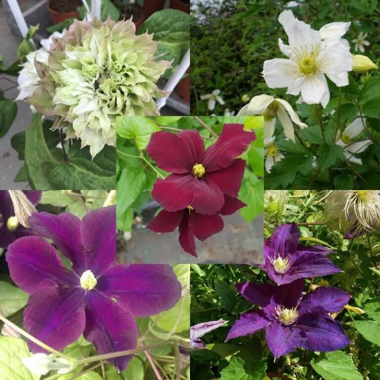 Kiedy i jak sadzić clematisy? Praktyczny przewodnik dla każdego ogrodnika