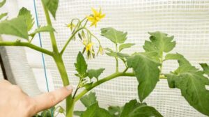 Skuteczne metody przycinania pomidorów koktajlowych dla obfitych plonów