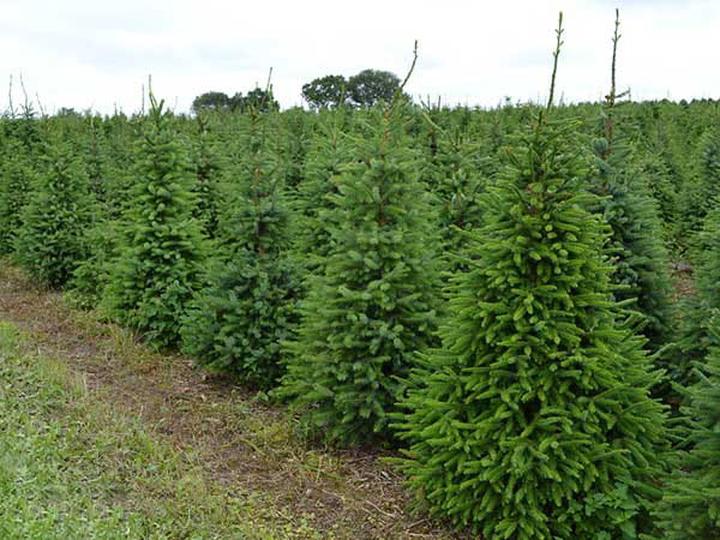 Kiedy sadzić świerki