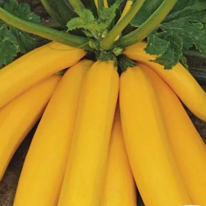 Nawożenie i pielęgnacja cukinii