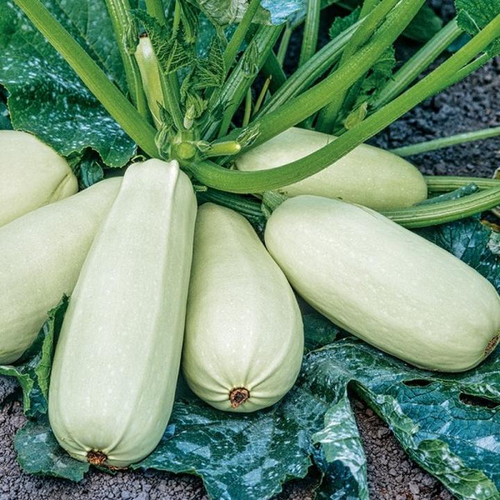 Odmiany cukinii do ogrodu