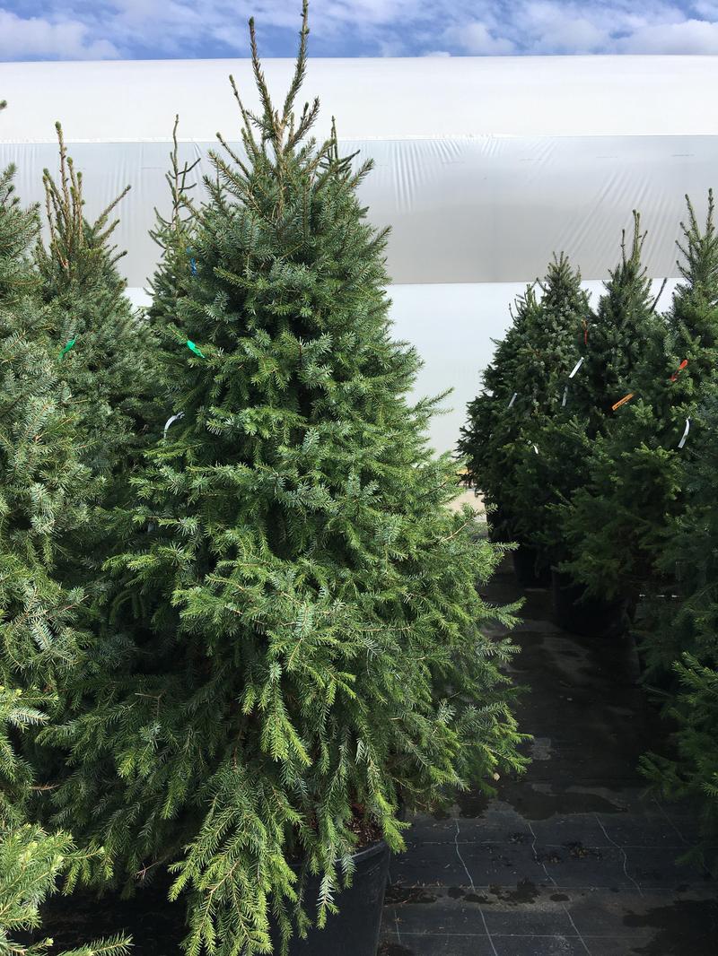 Sadzenie świerków w ogrodzie