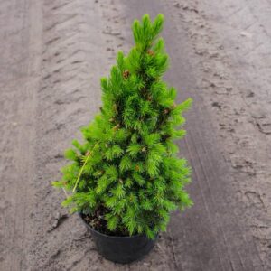 Swierk Conica w ogrodzie – inspirujące aranżacje, które zachwycają