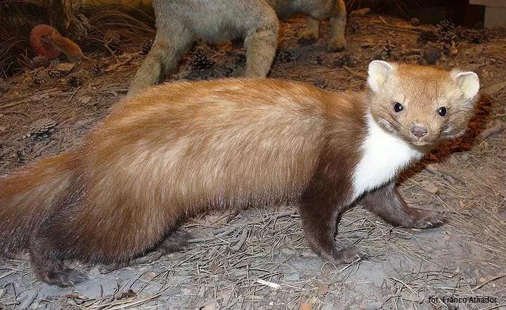 Skuteczne metody na to, jak pozbyć się kuny z domu – poznaj 5 sprawdzonych sposobów!